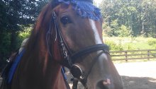 Centaur Crochet Horse Ear Net